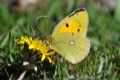 Colias común. 	Colias croceus: 5.029 individuos. Especie generalista, con costumbres migratorias.
