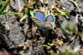 Esmaltada.  Plebejus idas: 3.432 individuos. 