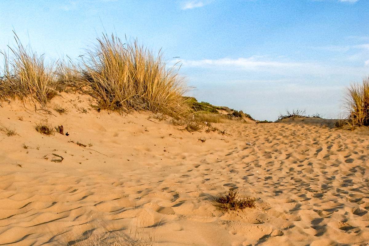 Dunas fijas