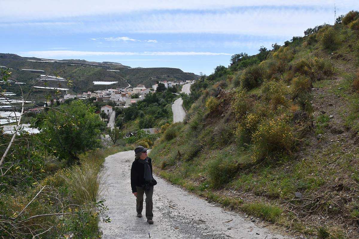 Camino a la minilla del Cortijo Bajo