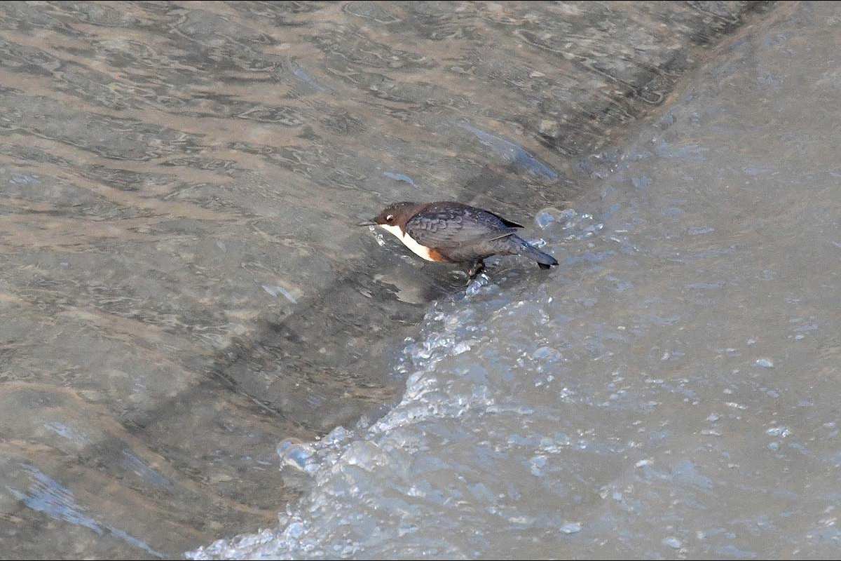 mirlo-acuatico_Cinclus-cinclus-04