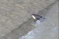 mirlo-acuatico_Cinclus-cinclus-05