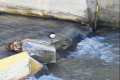 mirlo-acuatico_Cinclus-cinclus-10