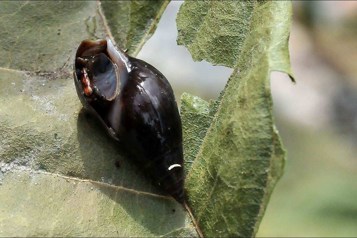 MOLUSCOS DE AGUA DULCE-008
