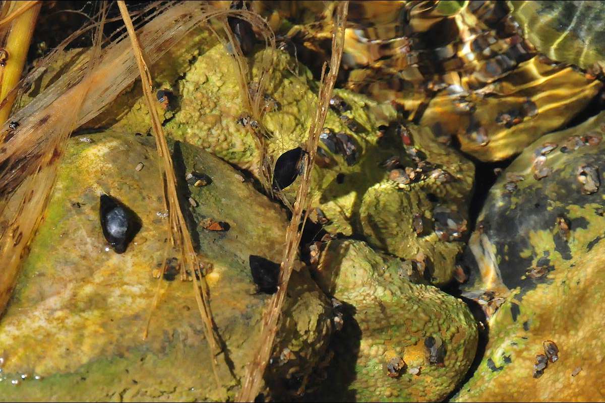 MOLUSCOS DE AGUA DULCE-018