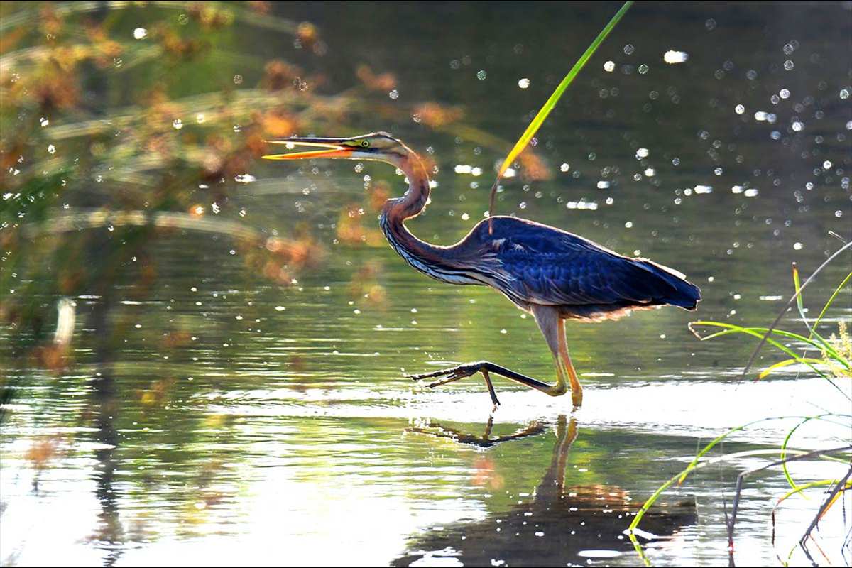 ardea-purpurea, los vecinos de la Charca de Suárez