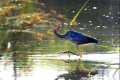 ardea-purpurea, los vecinos de la Charca de Suárez