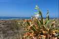pancratium maritimum - Azucena marítima . Joyas botánicas de la costa del sureste
