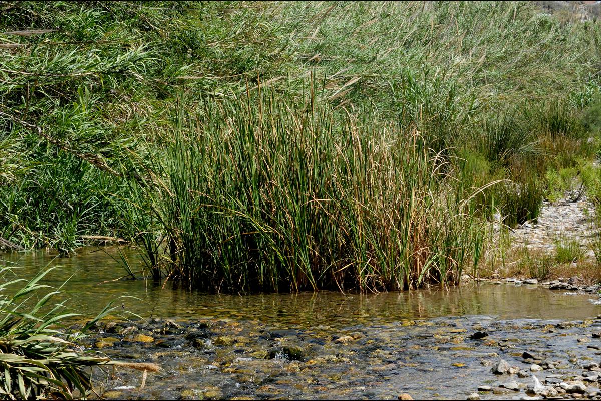 FUENTES DE MARBELLA * FOTO: J. E. GÓMEZ y MERCHE S. CALLE