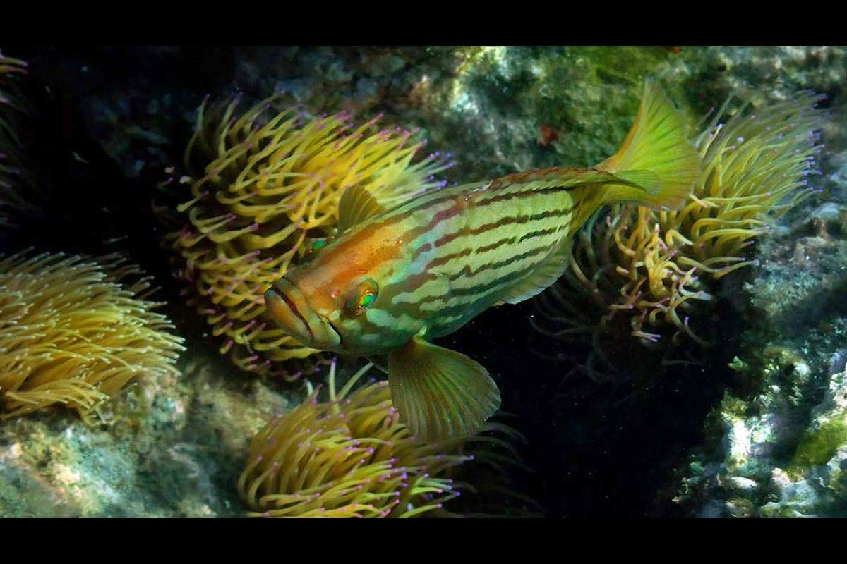 Epinephelus costae, falso abadejo