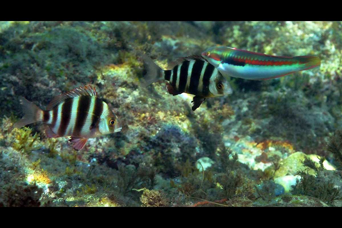 Diplodus cervinus, Sargo imperial