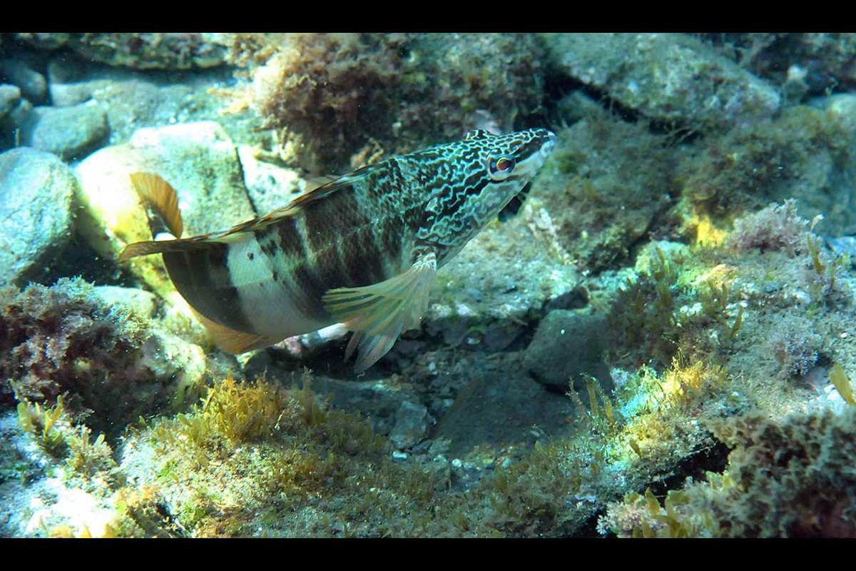 Serranus scriba, Escriba