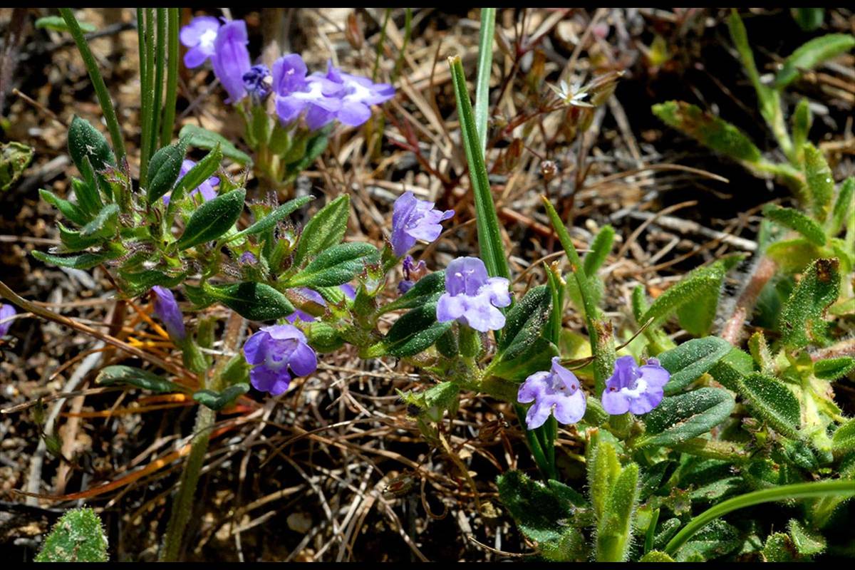 Té de la sierra. Acinos alpinus es una planta habitual en las sierras de Granada, Jaén y Almería, donde se vende en mercadillos.