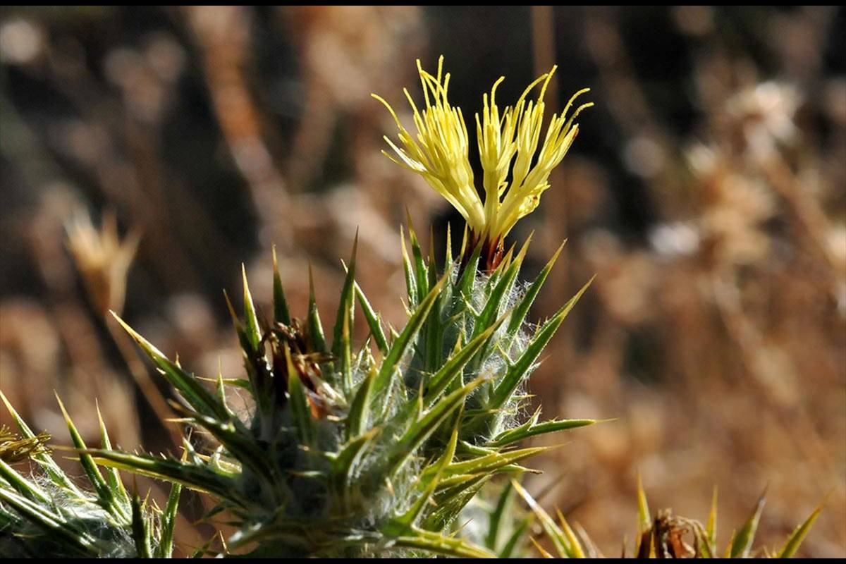 Carthamus lanatus. Cardo borriquero. Es la planta de la corona de espinas de Cristo. En Granada se usa para untar las manos y evitar los callos.