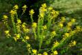 isatistinctoria5