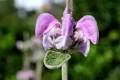 Matagallos. Phlomis purpurea, se utiliza en Almería y Granada como mechero de yesca, y se masca como golosina.