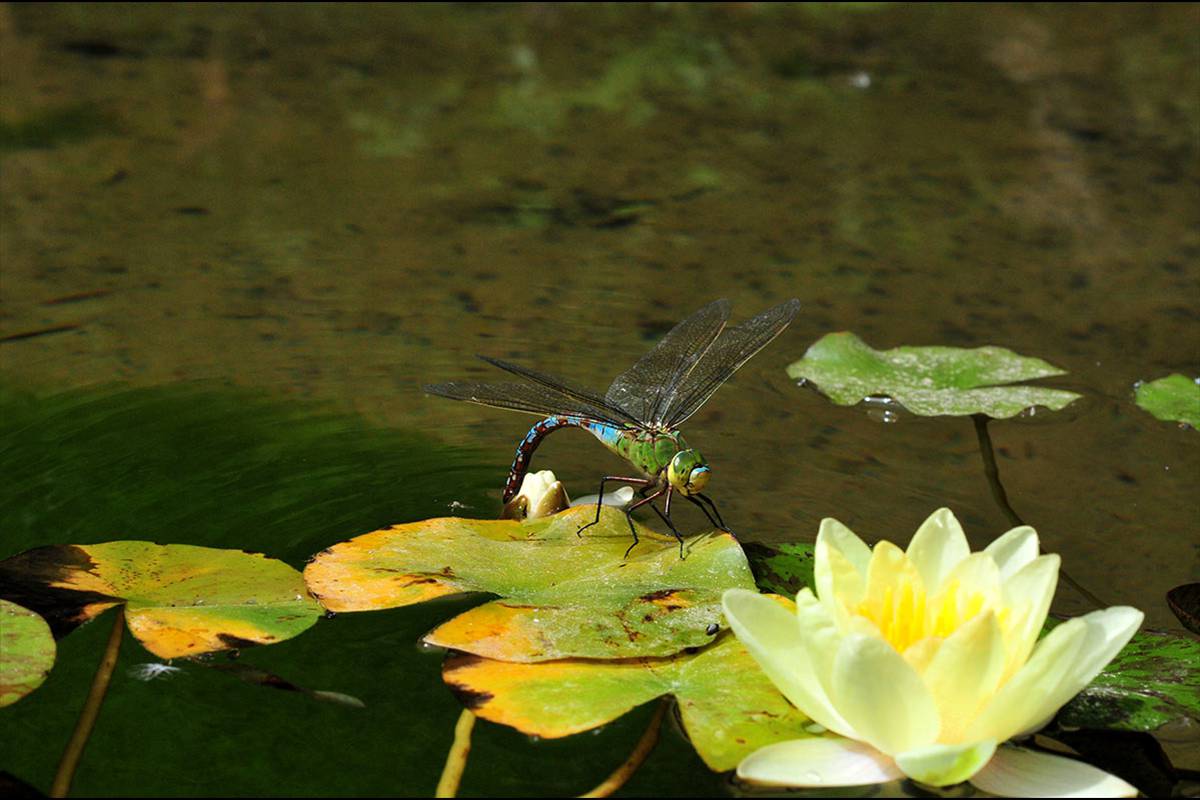 anaximperator14
