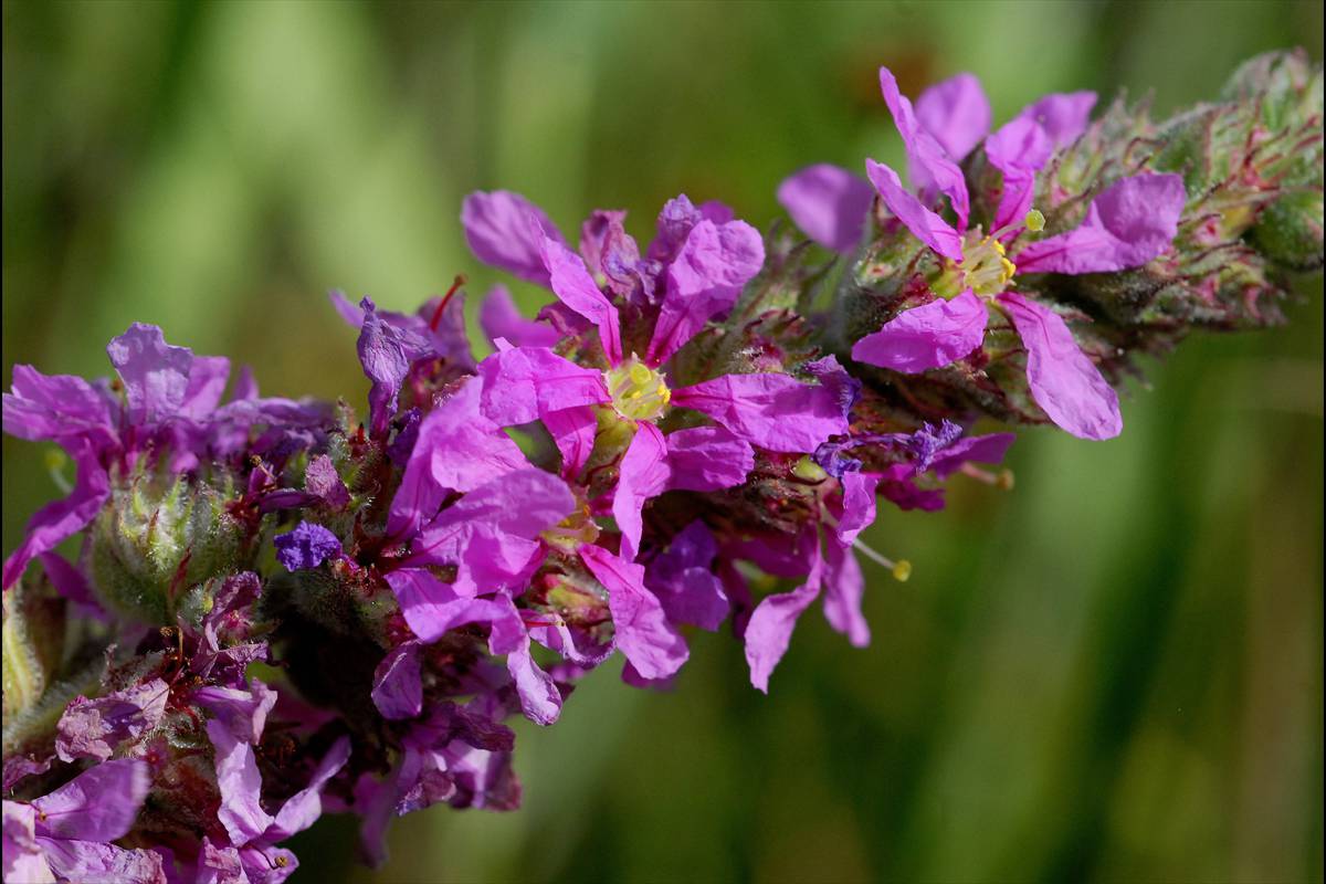 lythrumsalicaria9