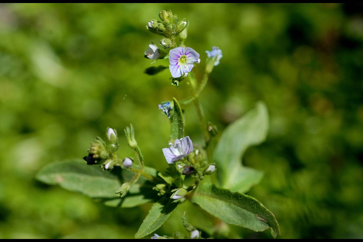 Veronica anagallis-aquatica