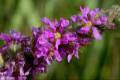 lythrumsalicaria9