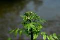rorippanasturtium-aquaticum32