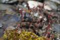 saxifragastellaris73