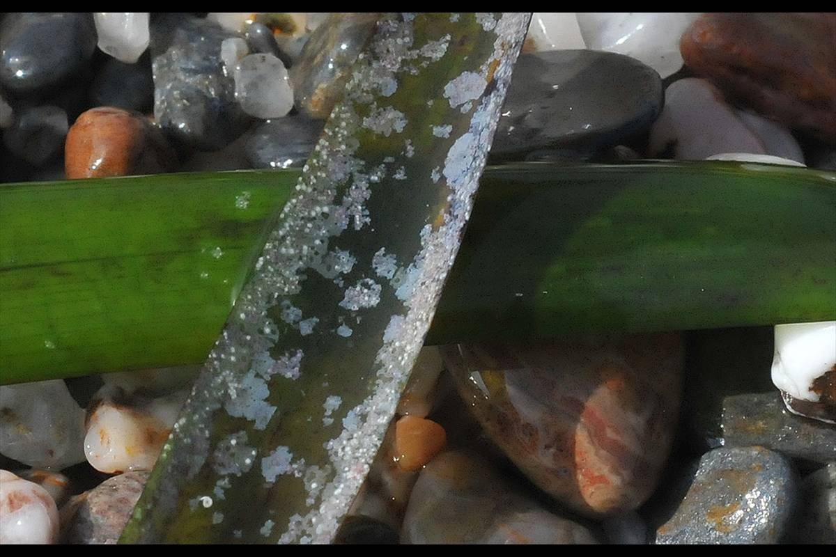 posidonia110