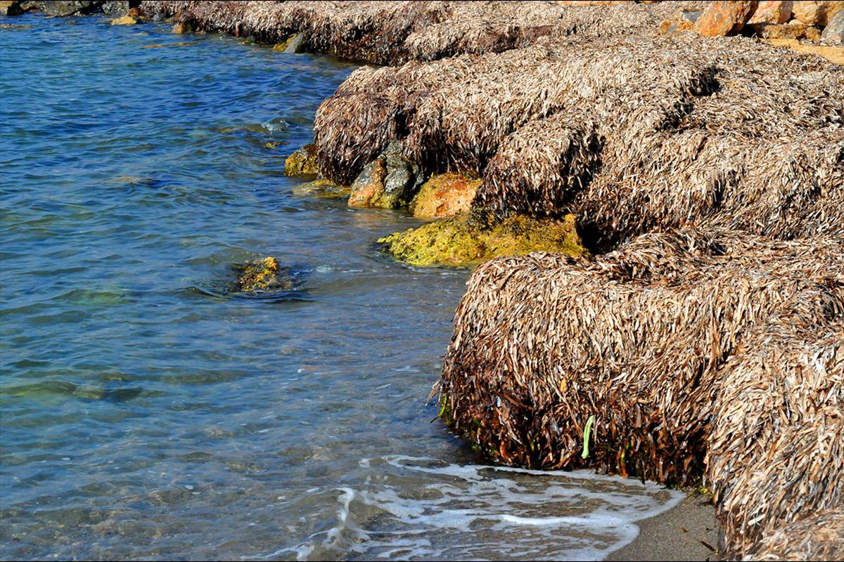 posidonia-arrivazos2