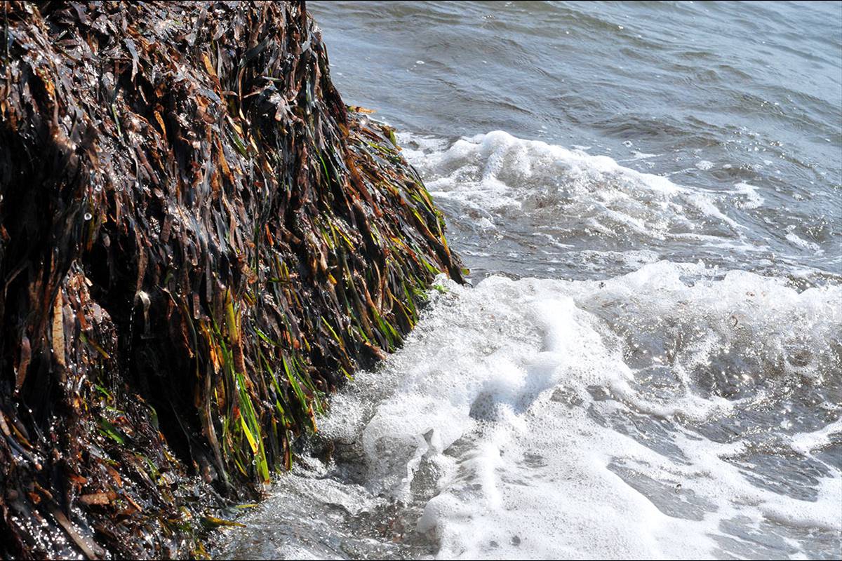 posidonia-arrivazos25
