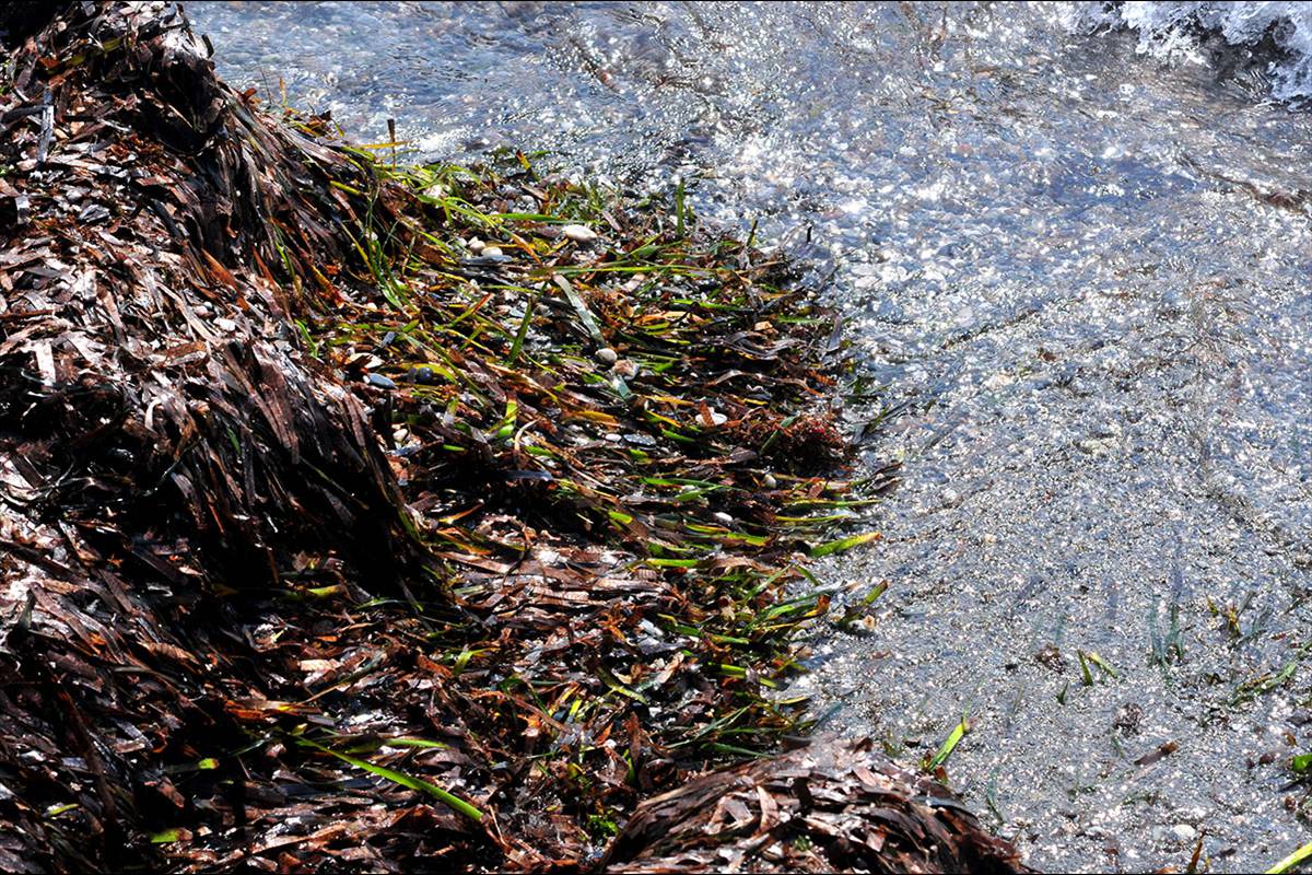 posidonia-arrivazos26