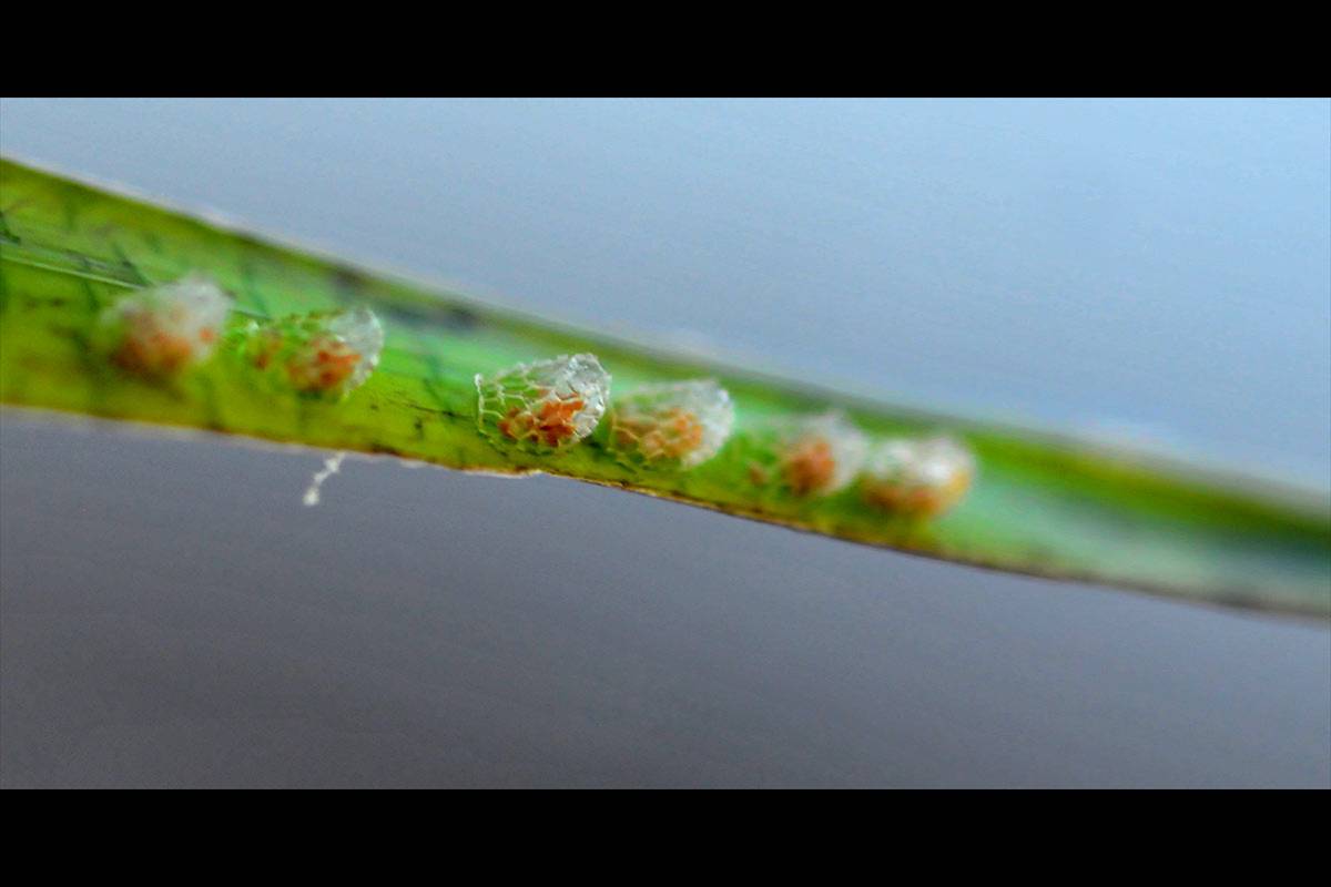 posidonia-huevos11
