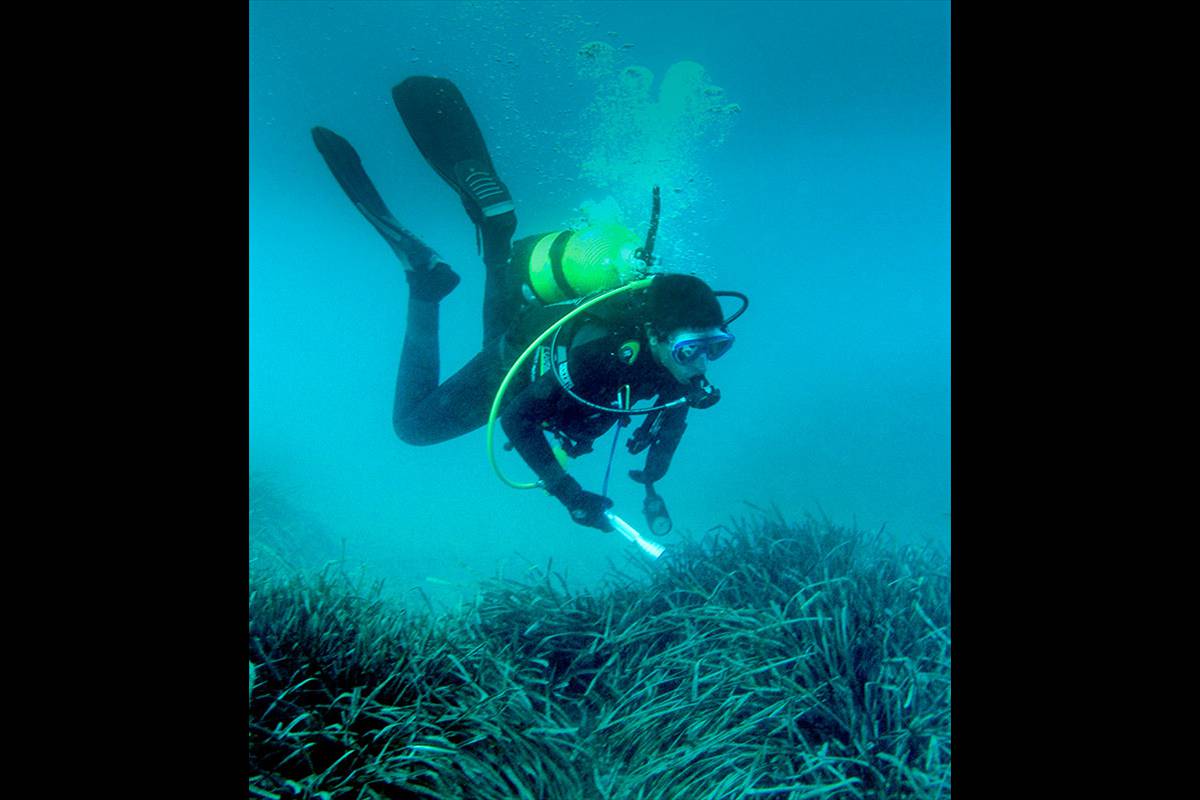 posidonia-oceanica-pradera-01 foto: Junta Andalucía