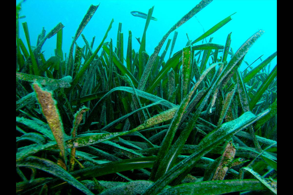 posidonia-oceanica-pradera-02. foto: Junta Andalucía
