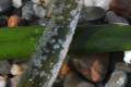 posidonia110