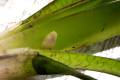 posidonia16