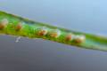 posidonia-huevos11