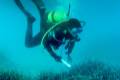 posidonia-oceanica-pradera-01 foto: Junta Andalucía