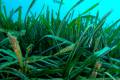 posidonia-oceanica-pradera-02. foto: Junta Andalucía