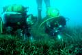 posidonia-oceanica-pradera-03 foto: Junta Andalucía