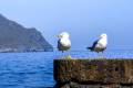 Gaviotas patiamarillas en La Isleta