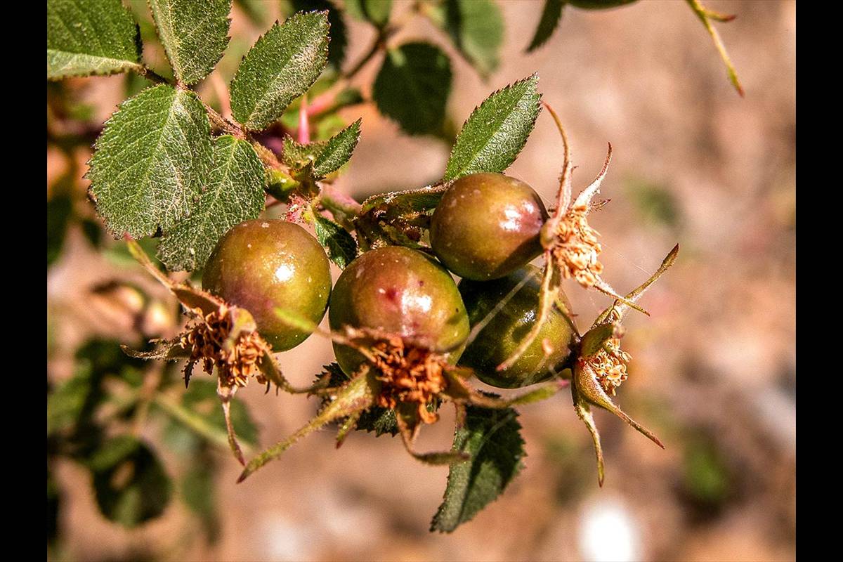 Rosa sicula