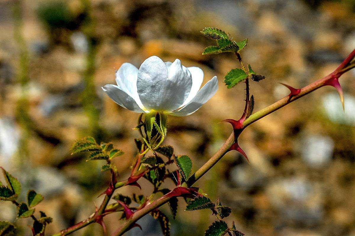 Rosa sicula