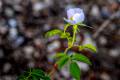 Rosa agrestis
