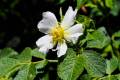 Rosa canina