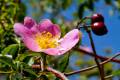 Rosa pouzinii