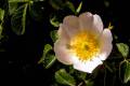 Rosa Stylosa