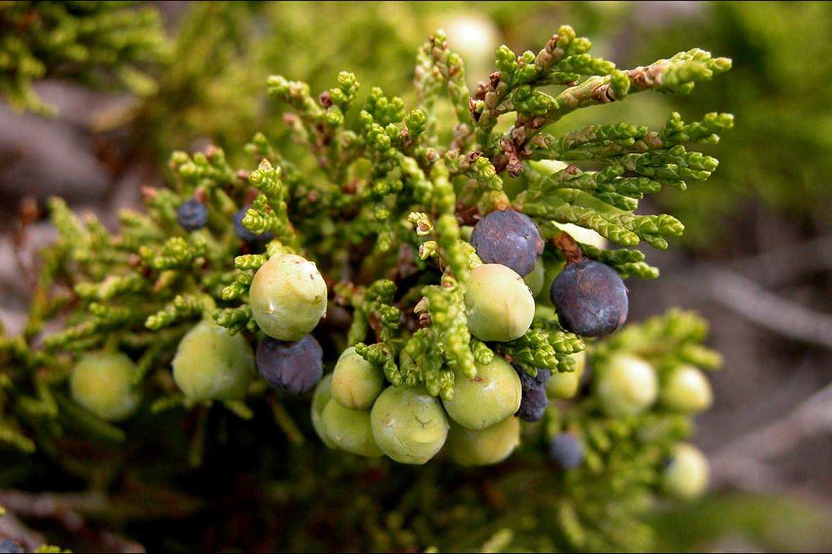 Frutos de sabina, Juniperus sabina