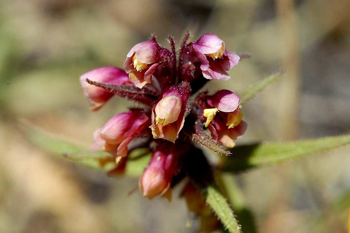 Flores de Odontites viscosus
subsp. granatensis.