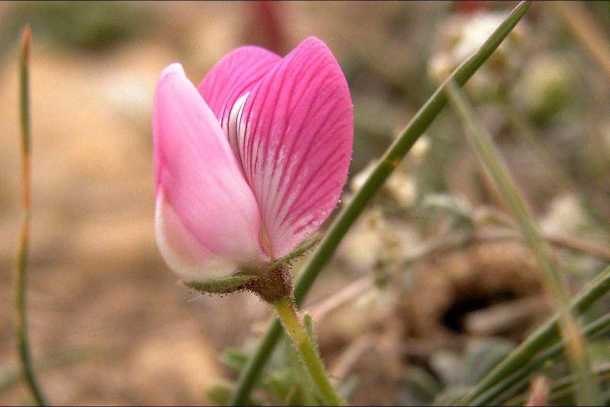 Flor de Ononis cristata.