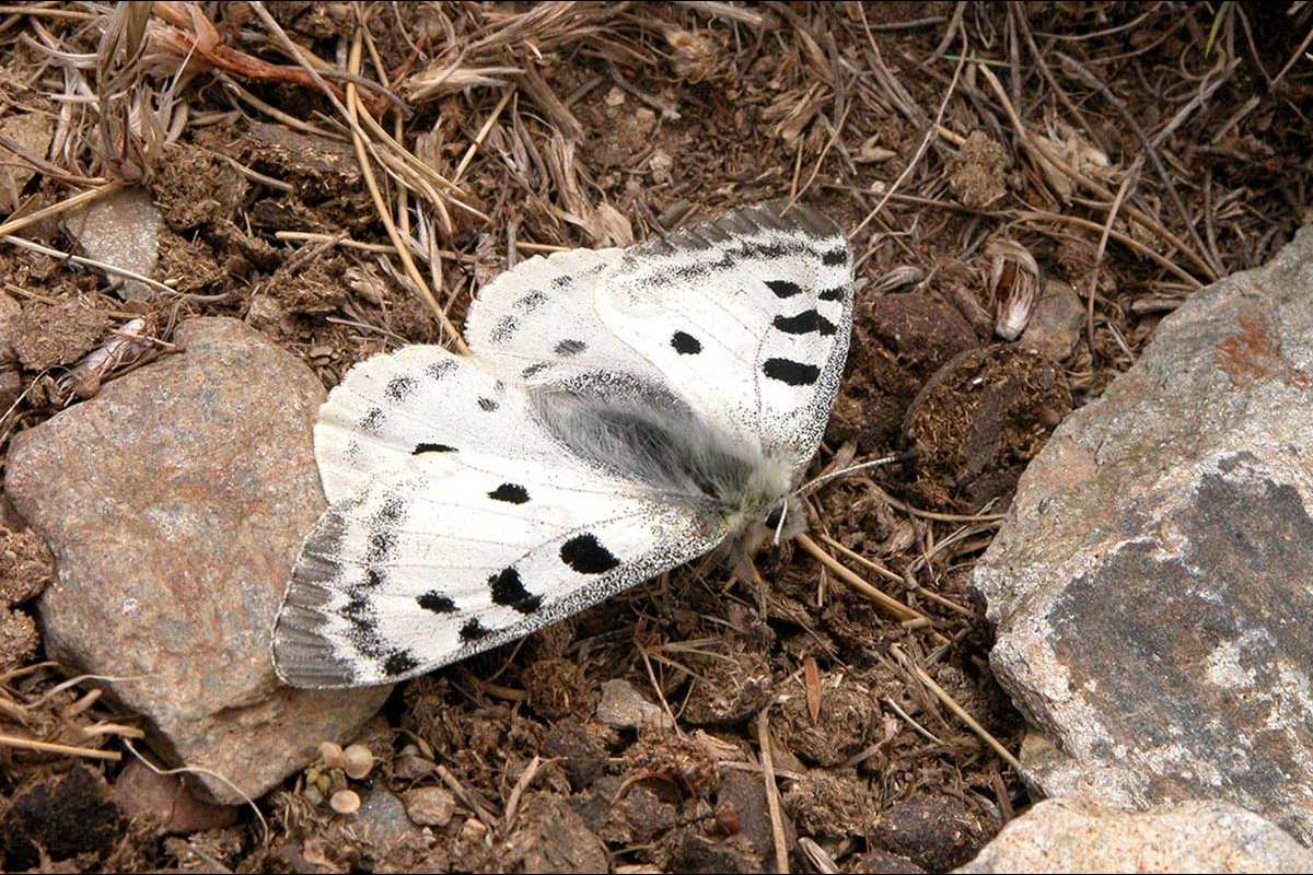 Mariposa Apolo, Parnassius aoplo nevadensis